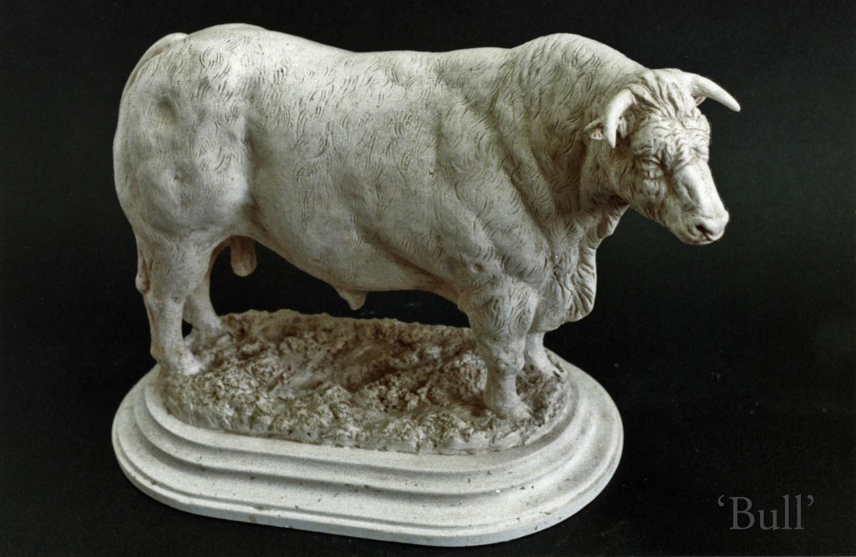 Bull